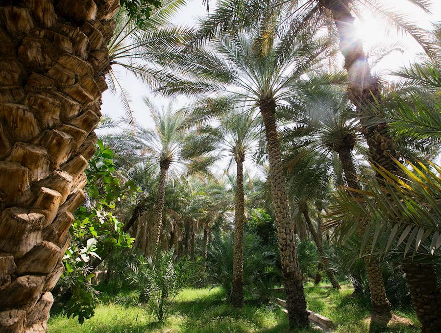 ABU DHABI, EMIRATI ARABI: L’OASI DI AL AIN – UNA FORESTA DI PALME