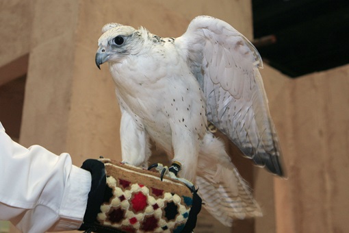 ABU DHABI: LA FALCONERIA NEGLI EMIRATI ARABI