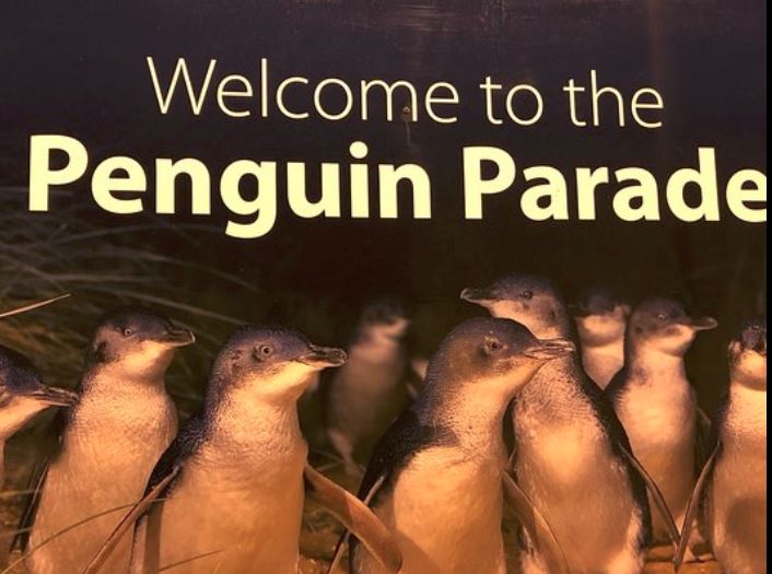 PHILLIP ISLAND, AUSTRALIA: LA PARATA DEI PINGUINI