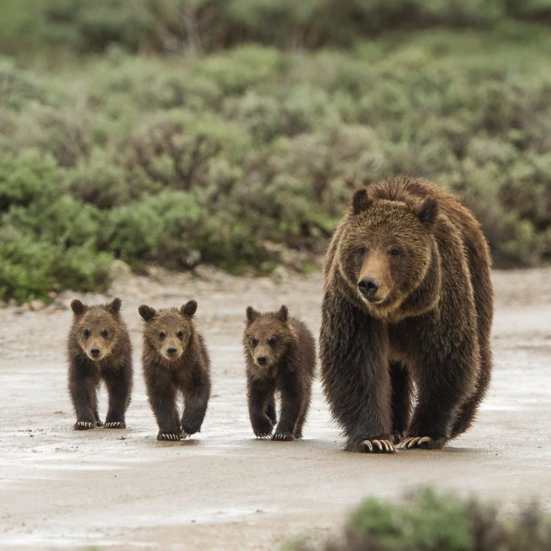 WYOMING, STATI UNITI: TUTTI UNITI PER SALVARE GLI ORSI GRIZZLY