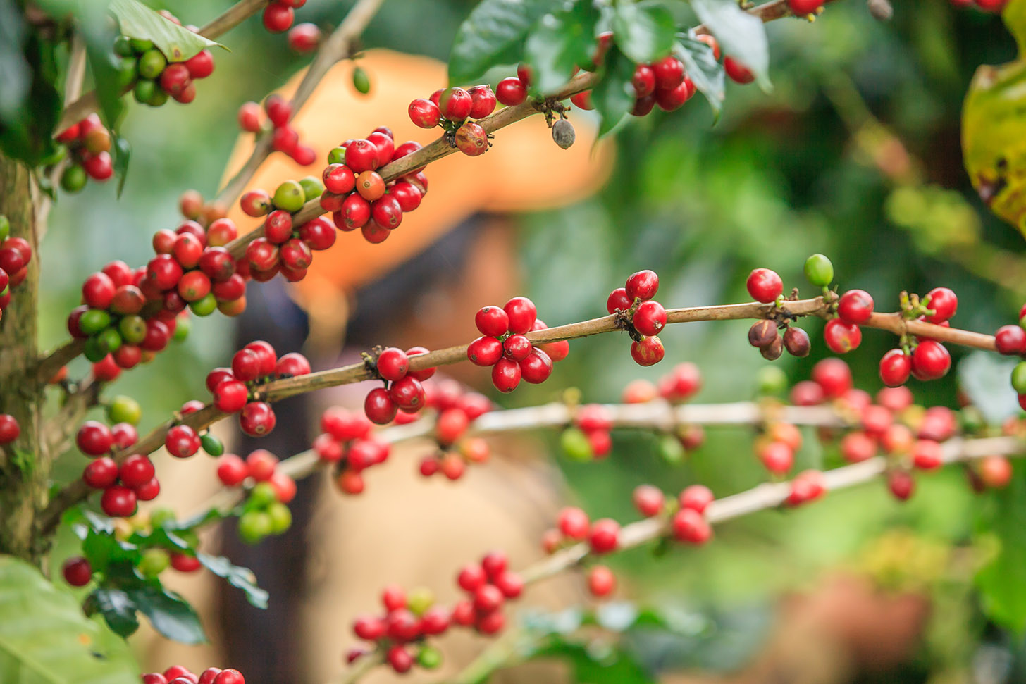 LE ORIGINI DEL CAFFE’ IN LAOS