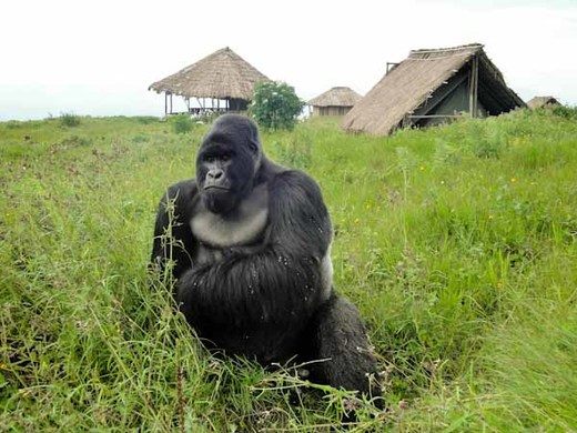 CONGO: NEL PARCO VIRUNGA VENGONO CURATI I GORILLA DI MONTAGNA ORFANI