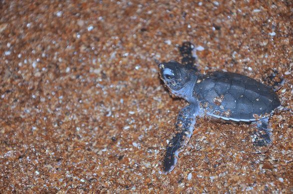 GUYANA – SHELL BEACH- DOVE NIDIFICANO LE TARTARUGHE MARINE