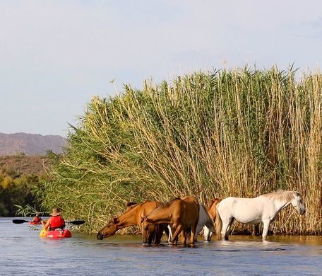 ANDIAMO A MESA, IN ARIZONA, AL SALT RIVER, STATI UNITI, PER AMMIRARE CAVALLI SELVAGGI CHE VIVONO IN LIBERTA’!