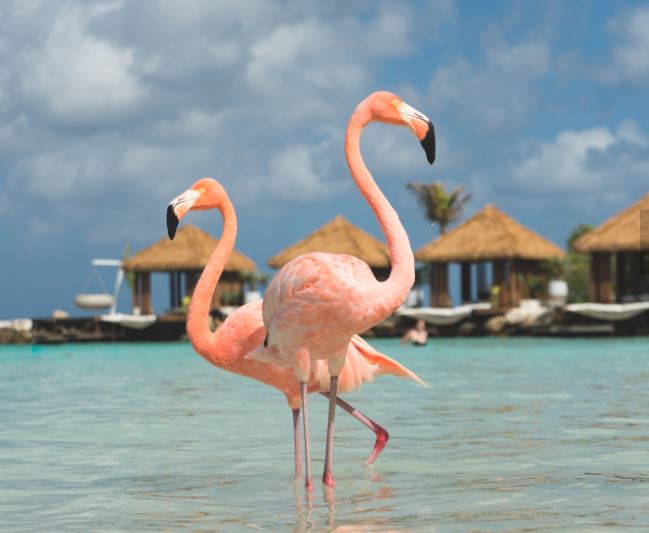 ARUBA: VIAGGIO NELLA PICCOLA ISOLA DELLA FELICITA’ DEI CARAIBI