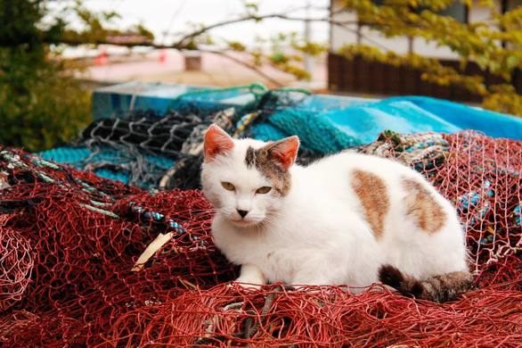 CAT ISLAND: IN GIAPPONE C’E’ UN’ISOLA DOVE I GATTI SONO RE!