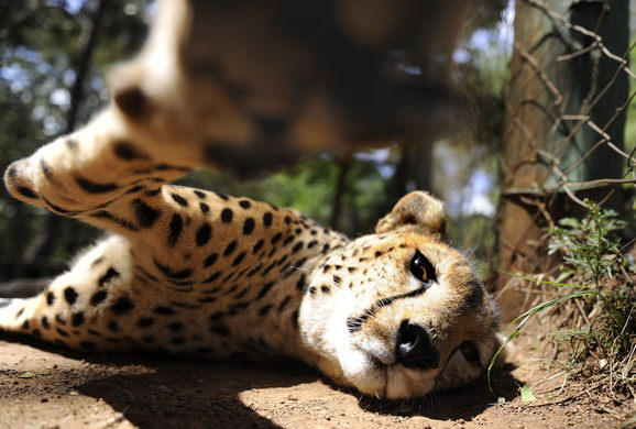 A NAIROBI, IN KENYA, SCOPRIAMO UN ORFANOTROFIO PER ANIMALI MOLTO PARTICOLARE!