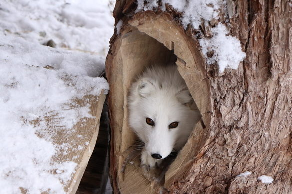 LUPI, COYOTE E VOLPI IN  UN PARCO DAVVERO SPECIALE, VICINO A NEW YORK, STATI UNITI!