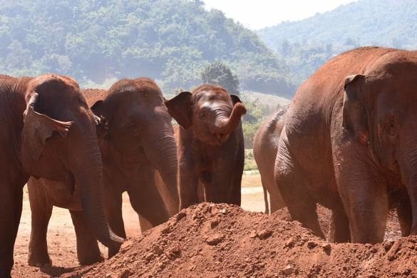 THAILANDIA: UN PARCO RIFUGIO PER ELEFANTI SALVATI IN TUTTO IL PAESE!