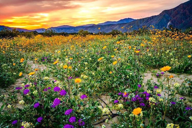 ASPETTANDO LA PRIMAVERA IN CALIFORNIA, STATI UNITI