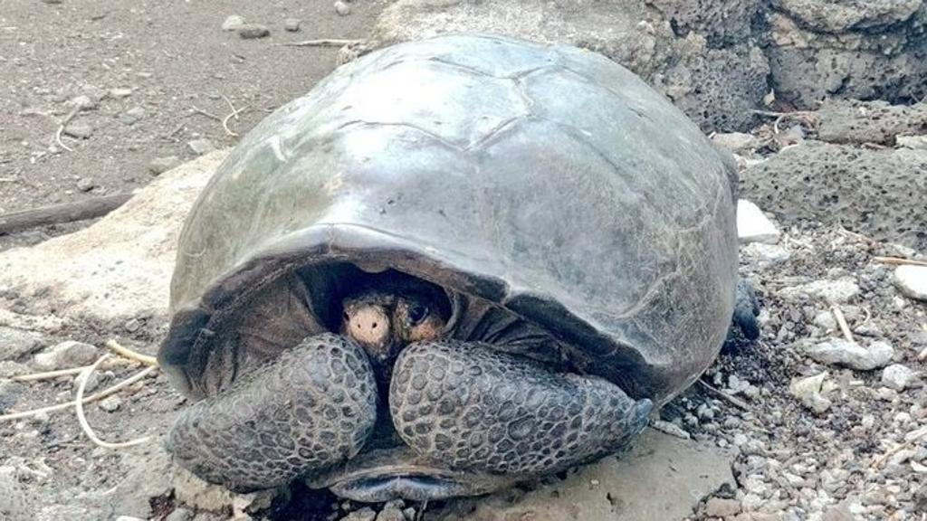 Ritrovata nelle Galapagos una tartaruga gigante ritenuta estinta nel 1906