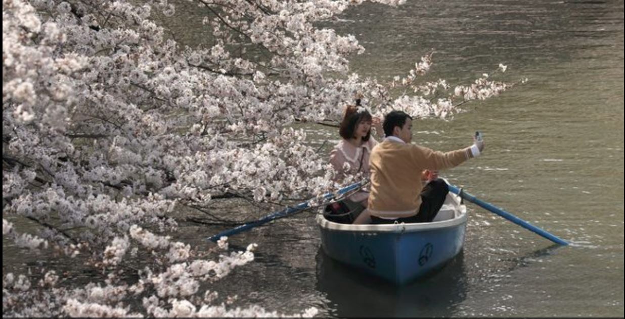 LA FIORITURA DEI CILIEGI ACCENDE LA PRIMAVERA A TOKYO, GIAPPONE