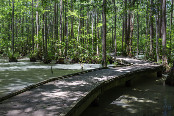 OLANTA, SOUTH CAROLINA, STATI UNITI: WOODS BAY STATE PARK