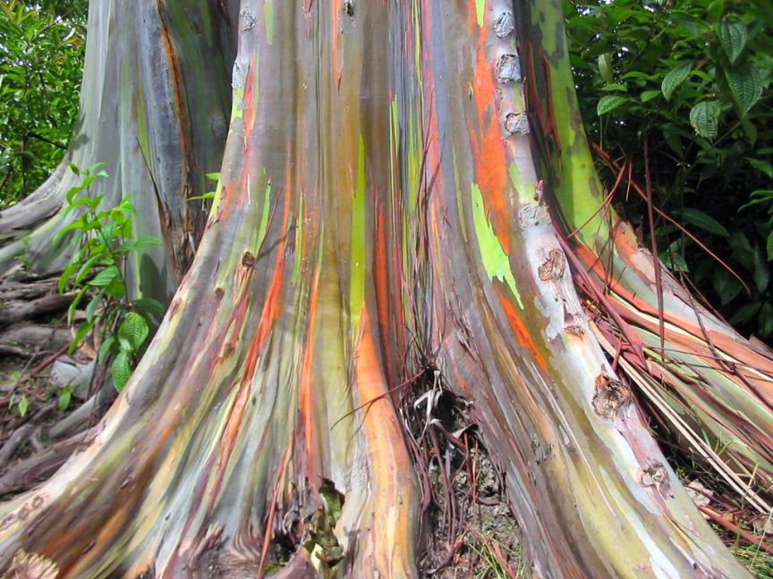 GLI ALBERI DI EUCALIPTO ARCOBALENO DELLE ISOLE HAWAII, STATI UNITI