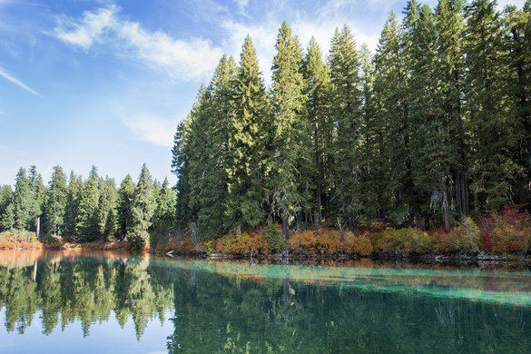 CLEAR LAKE: IN OREGON, STATI UNITI, UN LAGO DALLE ACQUE CRISTALLINE SVELA UNA FORESTA SOTTOMARINA