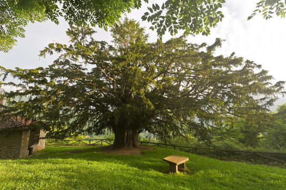 L’ALBERO DI TASSO A BERMIEGO IN SPAGNA HA PIU’ DI 2000 ANNI!