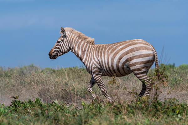 FOTOGRAFATA IN TANZANIA UNA RARISSIMA ZEBRA “BIONDA”