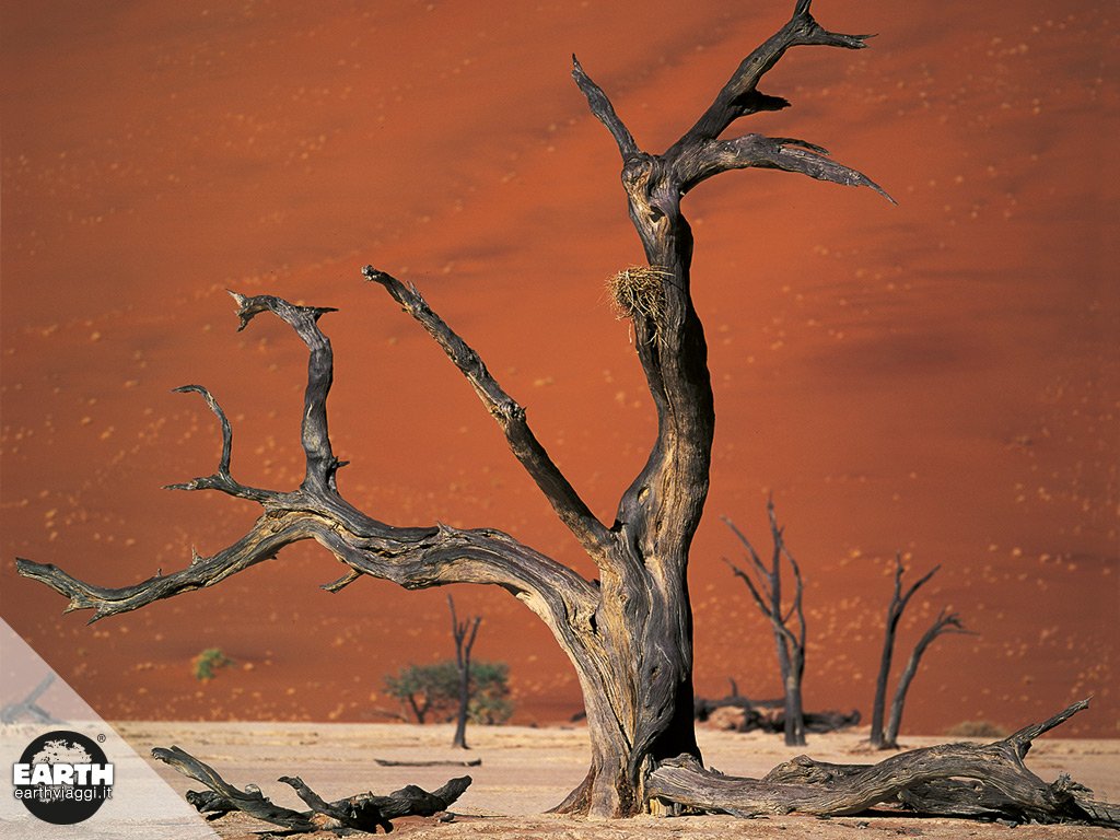 LA FORESTA PIETRIFICATA IN NAMIBIA