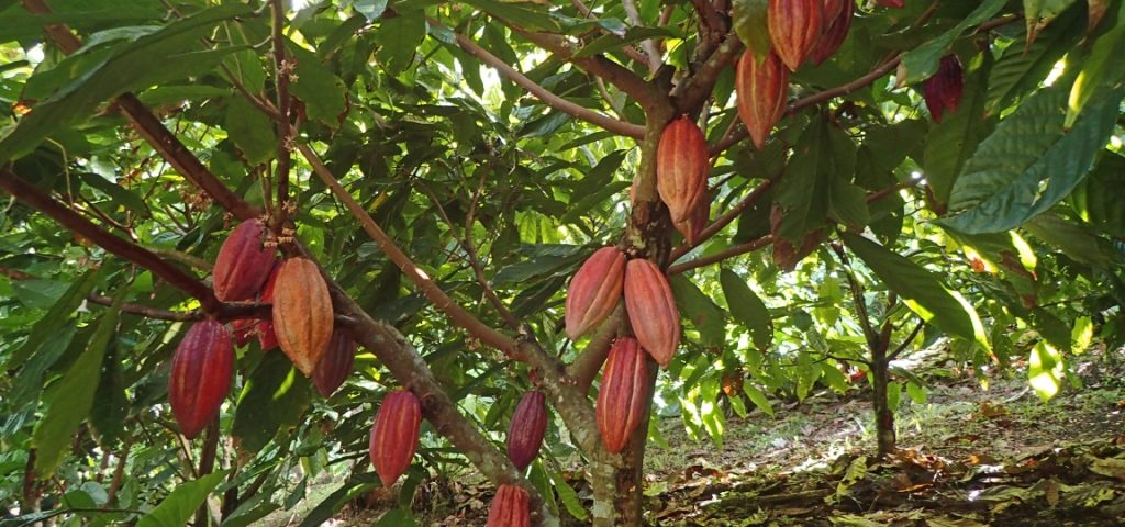 FIJI, ISOLE DEL PACIFICO: KOKOMANA COCOA E IL TOUR NELLA FABBRICA DI CIOCCOLATO!