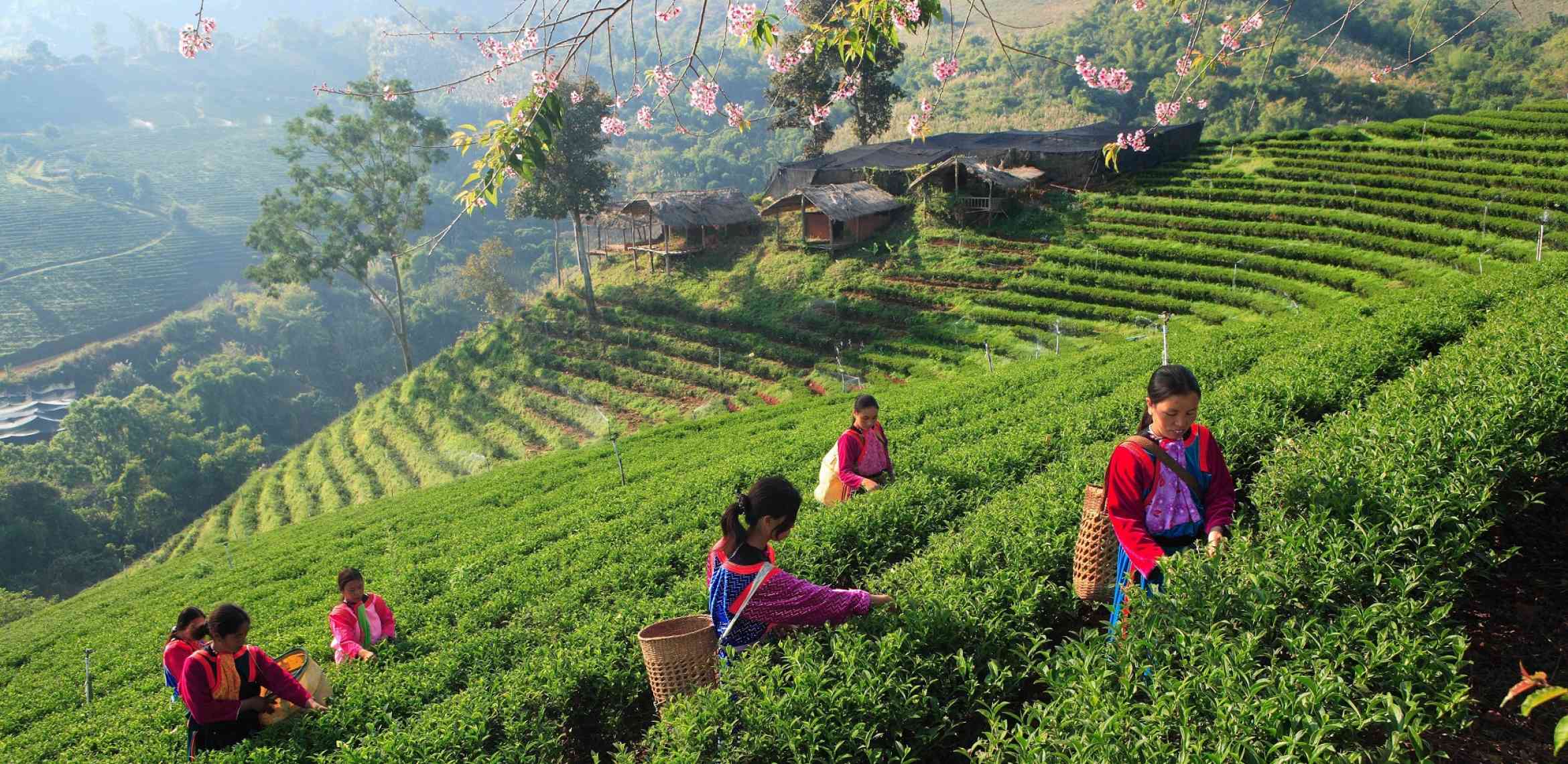 THAILANDIA: CHIANG RAI E IL TRIANGOLO D’ORO