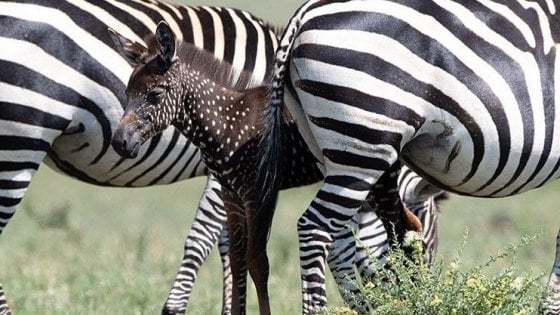 LA ZEBRA A POIS ESISTE: IL PICCOLO TIRA AVVISTATO IN KENYA