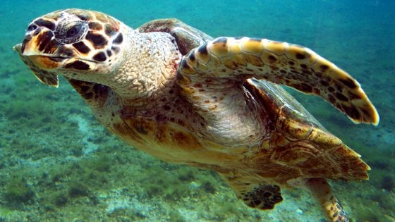 IL PARADISO DELLE SEYCHELLES NON SI TOCCA!