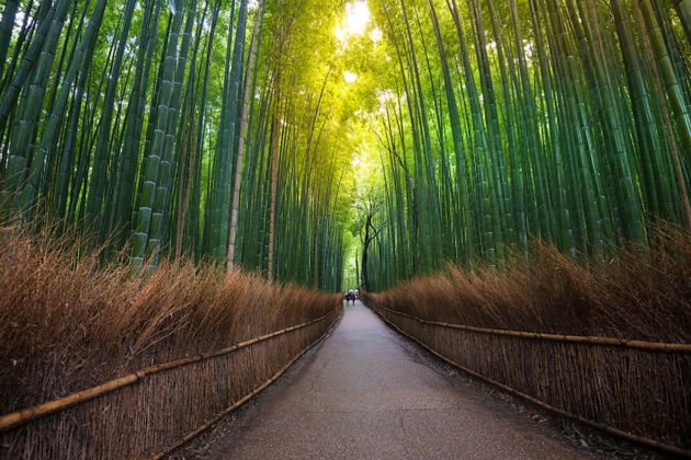 ARTE E PAESAGGIO. I GIARDINI ZEN DI KYOTO, GIAPPONE