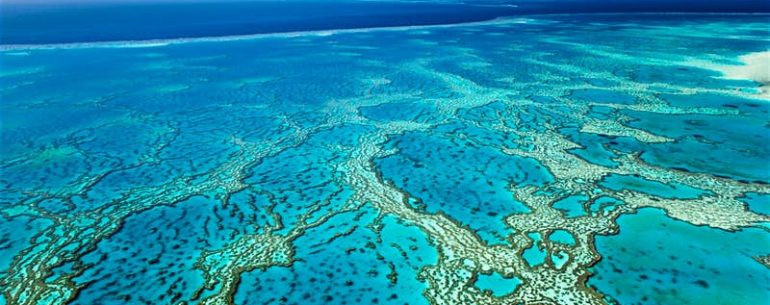 Grande Barriera Corallina Il Corallo Morente Potrebbe Essere Rianimato Dai Suoni Del Corallo Sano