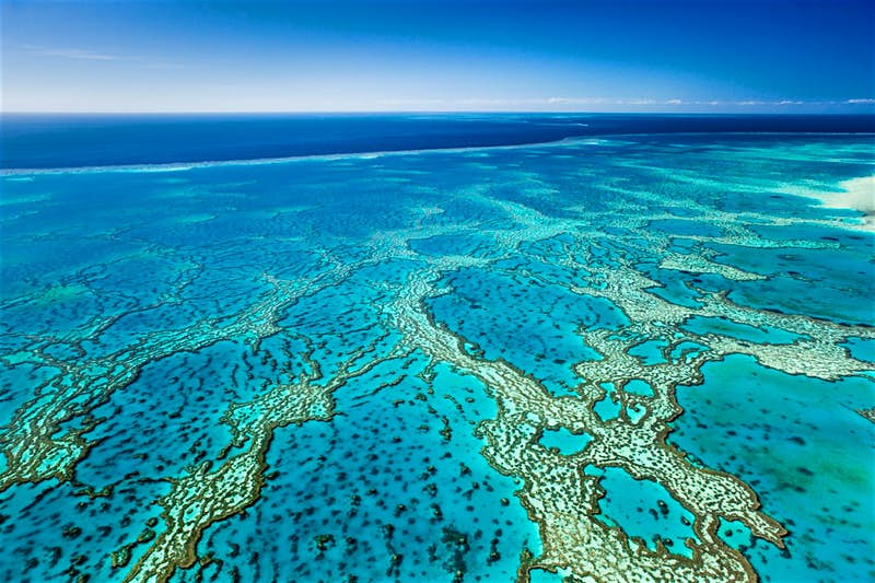 Grande Barriera Corallina in Australia: il corallo morente potrebbe essere rianimato dai suoni del corallo sano