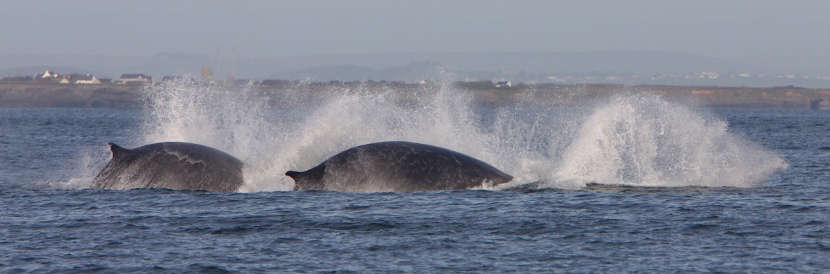 WHALE WATCHING IN IRLANDA