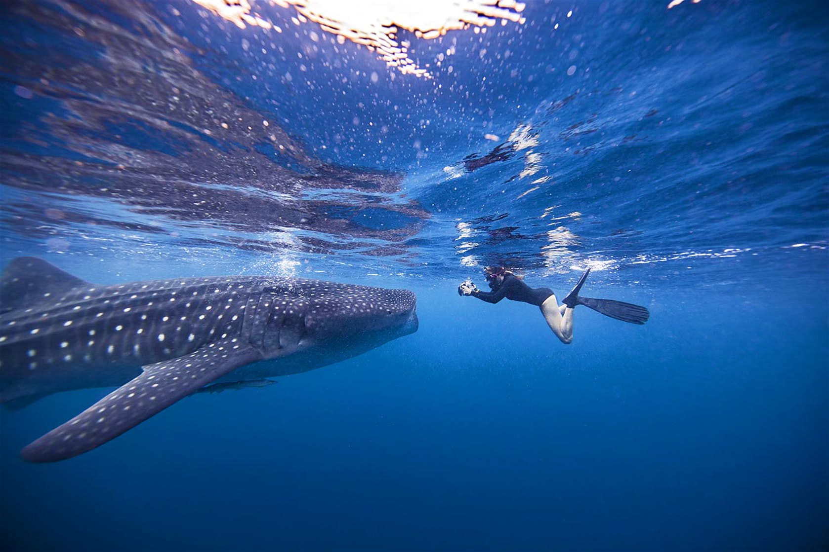 NUOTARE CON GLI SQUALI BALENA A ISLA HOLBOX IN MESSICO