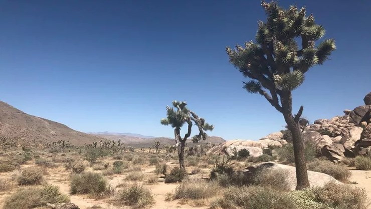 Una giornata a Joshua Tree, il parco naturale “a misura di turista” nel sudest della California, Stati Uniti