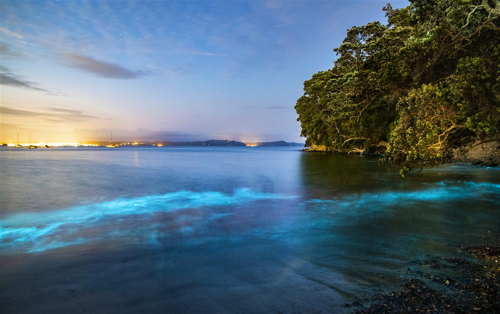 Le acque intorno ad Auckland in Nuova Zelanda sono state viste brillare di blu