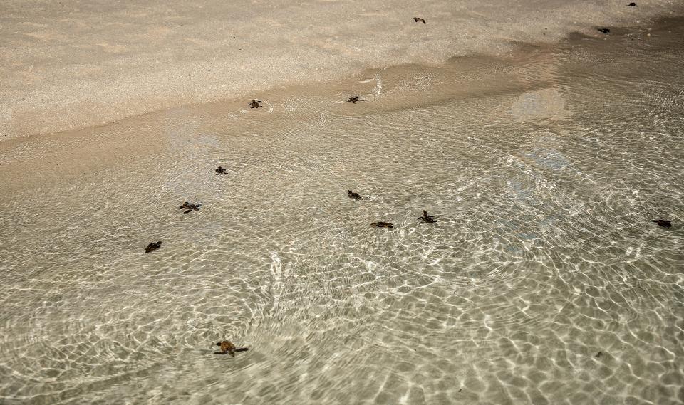 Quest’isola alle Maldive è diventata un sito di nidificazione di tartarughe marine
