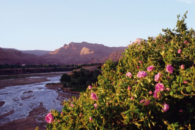 LA VALLE DELLE ROSE IN MAROCCO: UN VIAGGIO DEI SENSI!