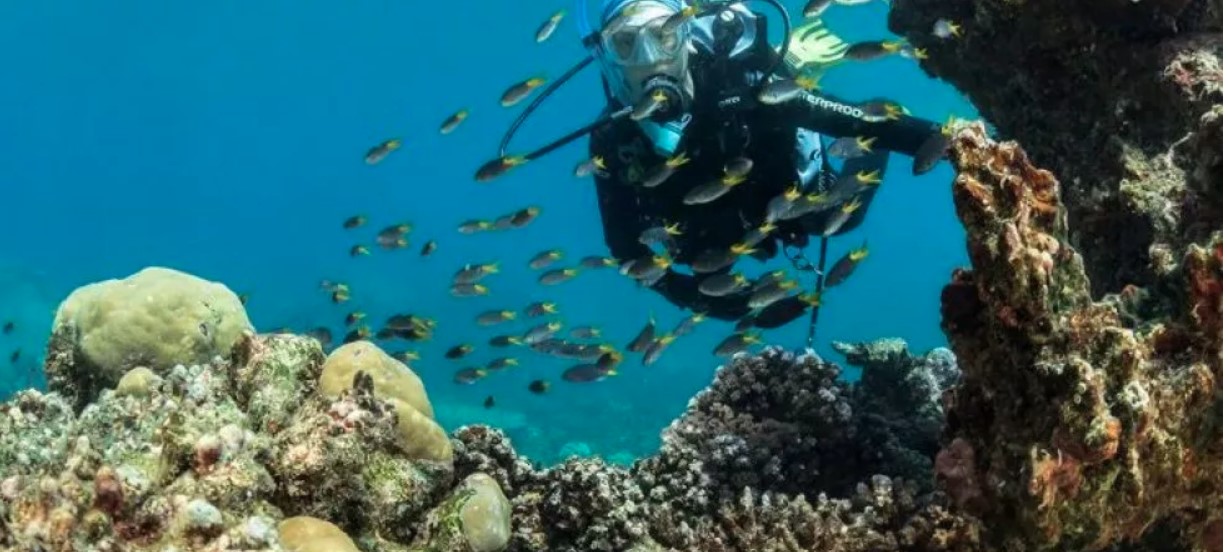 Emma Camp e i coralli super resistenti: “Nella resilienza la chiave per proteggerli” nelle Isole del Pacifico