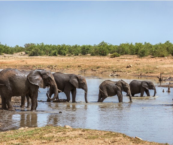 LA NATURA PIÙ BELLA DEL MONDO VIA WEBCAM – ACCEDI AL LINK