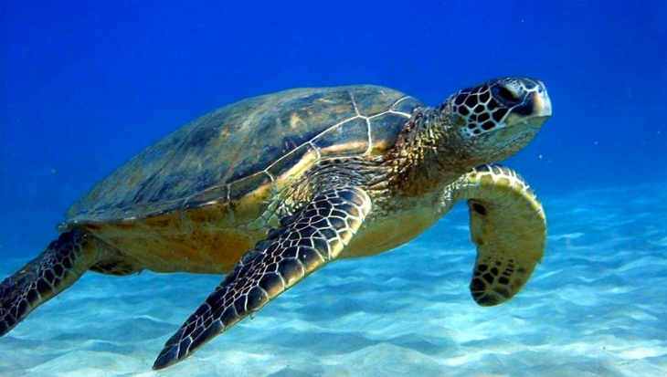 SNORKELING CON LE TARTARUGHE AD ARUBA, CARAIBI