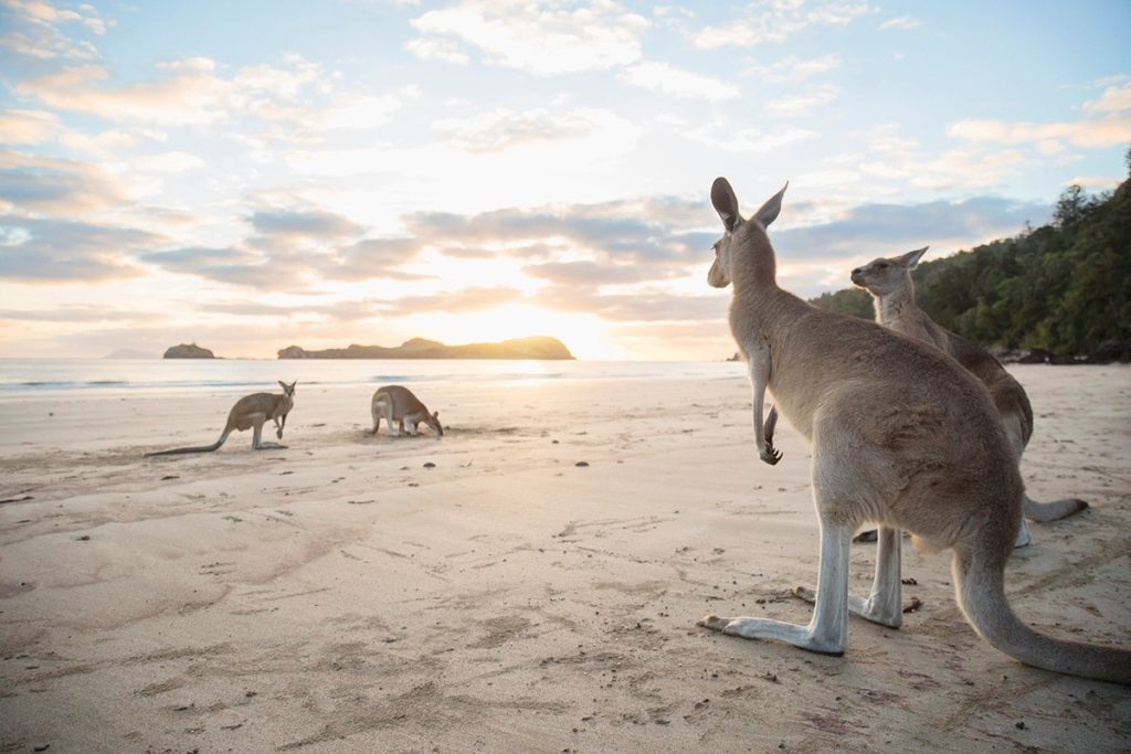 IL QUEENSLAND IN AUSTRALIA CONTINUA A FARCI SOGNARE!