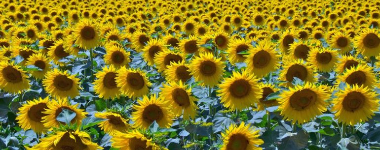 IN VIAGGIO NEI COLORI TUTTA LA LUCE DEL GIALLO