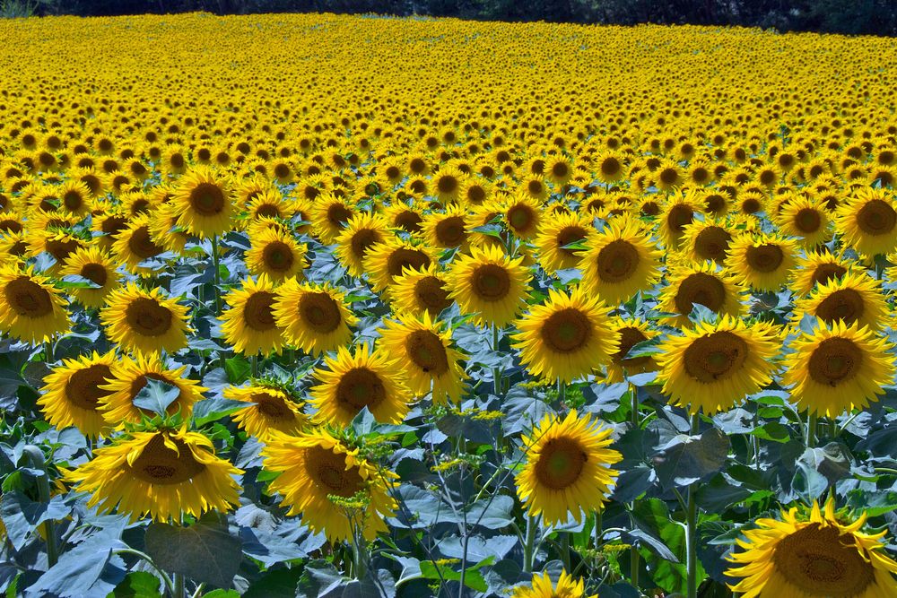 IN VIAGGIO NEI COLORI: TUTTA LA LUCE DEL GIALLO!