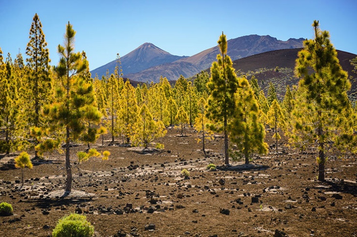 L’ISOLA DI TENERIFE RILASSARSI ALLE CANARIE