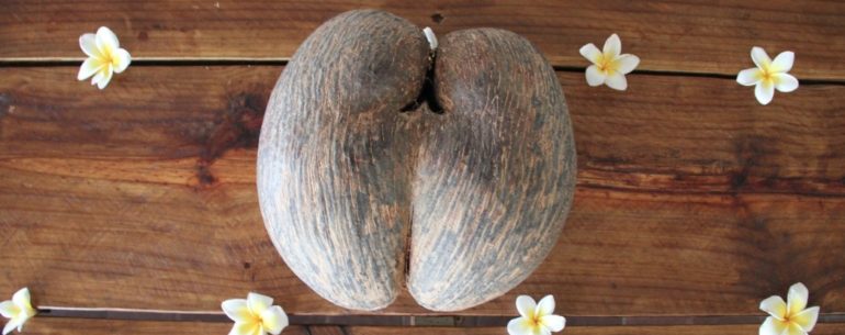 SEYCHELLES - IL COCO DE MER, IL FRUTTO PROIBITO DELL’EDEN