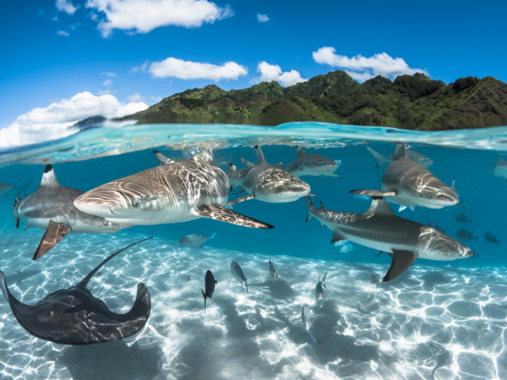 LE IMMERSIONI E LO SNORKELING NE LE ISOLE DI TAHITI, IL PIU’ GRANDE ACQUARIO DELLA TERRA