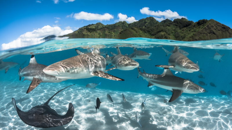 LE IMMERSIONI E LO SNORKELING NE LE ISOLE DI TAHITI, IL PIU’ GRANDE ACQUARIO DELLA TERRA