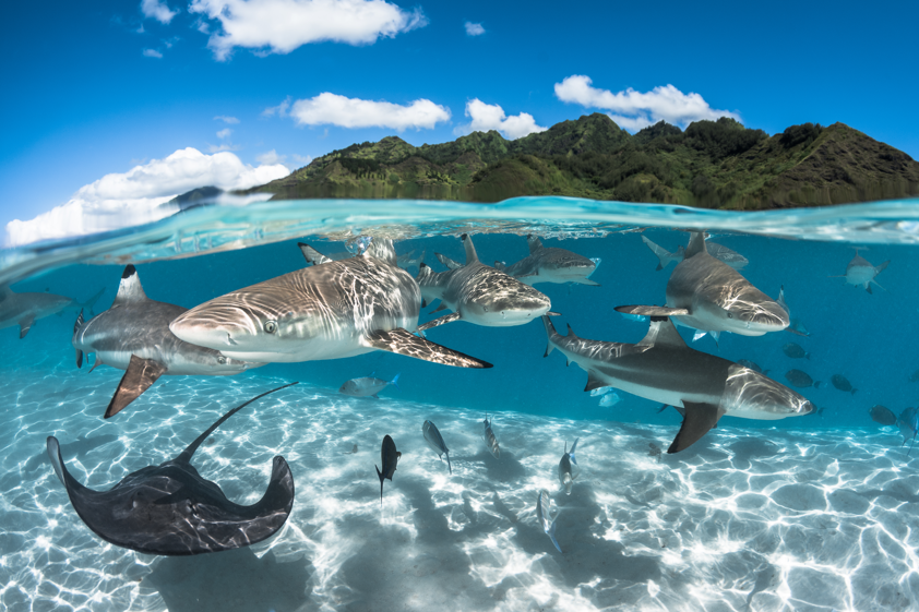 LE IMMERSIONI E LO SNORKELING NE LE ISOLE DI TAHITI, IL PIU’ GRANDE ACQUARIO DELLA TERRA