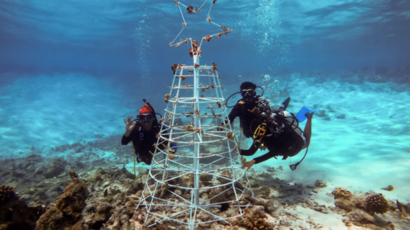 OZEN LIFE MAADHOO: IL CORALLO DEL FUTURO