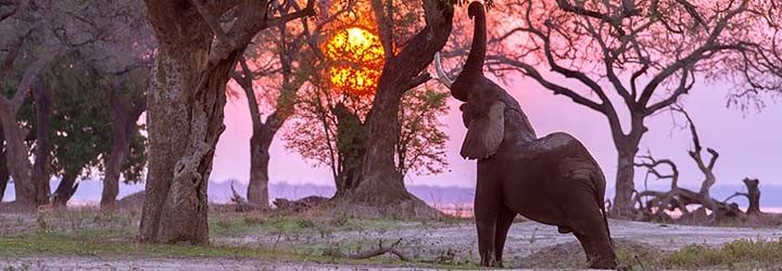 AFRICA, safari esclusivi in Botswana e Zimbabwe