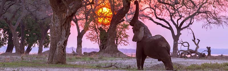 AFRICA, safari esclusivi in Botswana e Zimbabwe