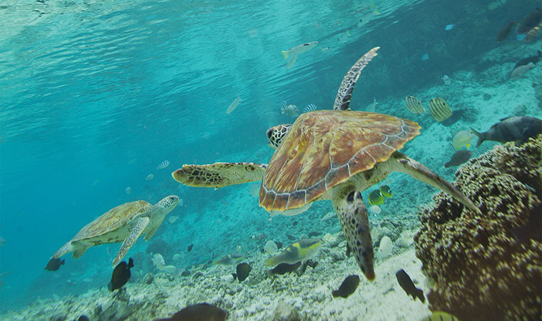 Le Isole di Tahiti